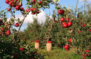 Εξετάζεται το αίτημα παραγωγών- εξαγωγέων μήλων για αποζημιώσεις λόγω Σουέζ